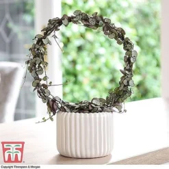 T&M's Choice House Plant Mix -Plants Sales Store CERO WKB7254 B2