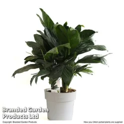 Chamaedorea Metallica -Plants Sales Store CHAM METAL24CM T49949