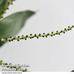 Chamaedorea Metallica -Plants Sales Store CHAM METALLICA T49954