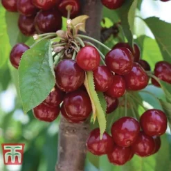 Cherry 'Stella' -Plants Sales Store CHER CWW3244 A1