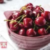 Cherry 'Stella'