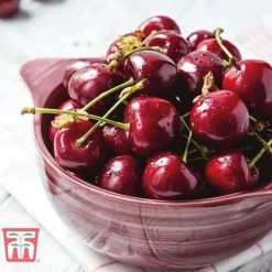 Cherry 'Stella'