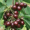 Cherry 'Sunburst'