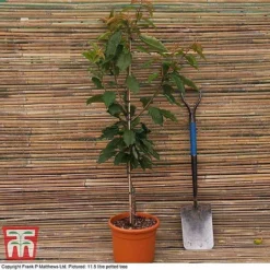 Cherry 'Sunburst' -Plants Sales Store CHER CWW3402 C