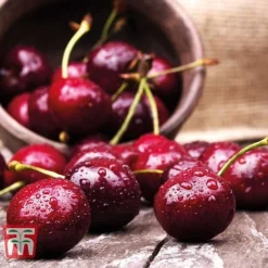 Cherry 'Sunburst' -Plants Sales Store CHER CWW3402 D