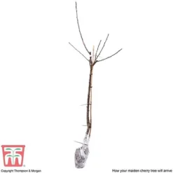 Cherry 'Sunburst' -Plants Sales Store CHER CWW3402 E