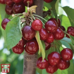 Favourite Fruit Tree Collection -Plants Sales Store CHER KA7999 D