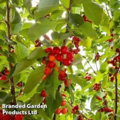 Cherry 'Sylvia' (Mini Fruit Tree) -Plants Sales Store CHER T10442 C1