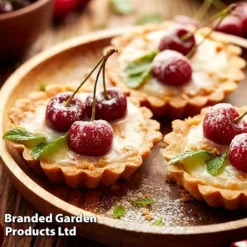 Cherry 'Sylvia' (Mini Fruit Tree) -Plants Sales Store CHER T10442 F