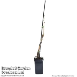 Cherry 'Sylvia' (Mini Fruit Tree) -Plants Sales Store CHER T10442 G