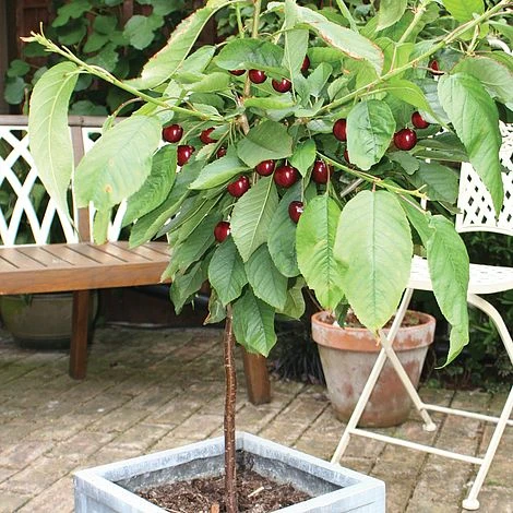 Cherry 'Hartland' (patio) 1 Cherry 'Hartland' (patio)
