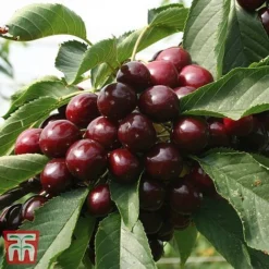 Cherry 'Kordia' -Plants Sales Store CHER TKA1763 BB