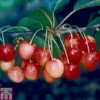 Cherry 'Merton Glory'