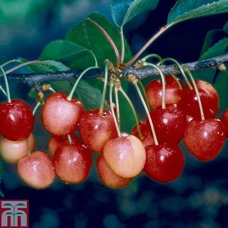Cherry 'Merton Glory' 1 Cherry 'Merton Glory'