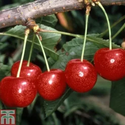 Cherry 'Morello' -Plants Sales Store CHER TKA1769 A