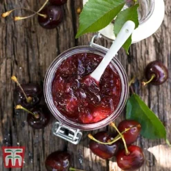 Cherry 'Morello' -Plants Sales Store CHER TKA1769 DD