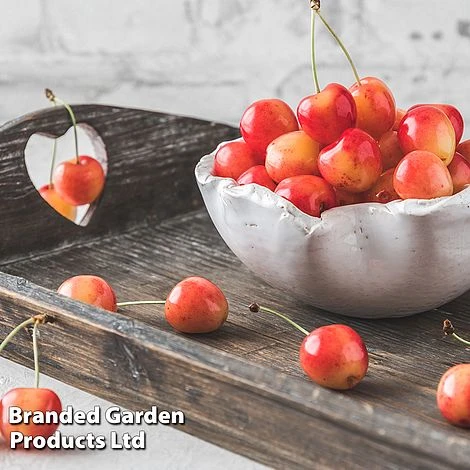 Cherry 'Bigarreau Napolean' 1 Cherry 'Bigarreau Napolean'
