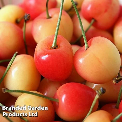 Cherry 'Bigarreau Napolean' 2 Cherry 'Bigarreau Napolean' - Image 2