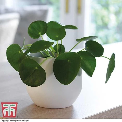 Chinese Money Plant 1 Chinese Money Plant