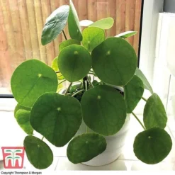 Chinese Money Plant 10 Chinese Money Plant -Plants Sales Store CHI KA8601 B