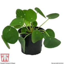 Chinese Money Plant 12 Chinese Money Plant -Plants Sales Store CHI KA8601 C
