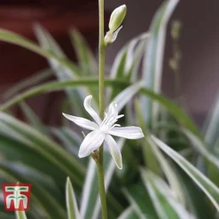 Chlorophytum Comosum 'Variegatum' -Plants Sales Store CHLO TKA2878 C