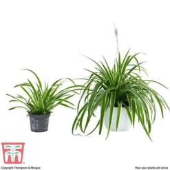 Chlorophytum Comosum 'Variegatum' -Plants Sales Store CHLO TKA2878 G