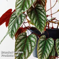 Cissus Discolor -Plants Sales Store CISS DISCO12CM WKF1189