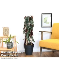 Cissus Discolor -Plants Sales Store CISS DISCOLOR T47736