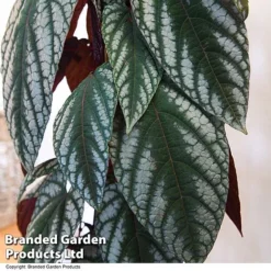 Cissus Discolor -Plants Sales Store CISS DISCOLOR T47737