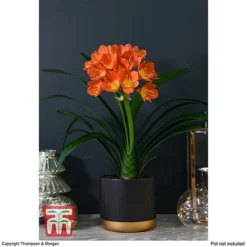 Clivia Miniata -Plants Sales Store CLIV WKB4547 C