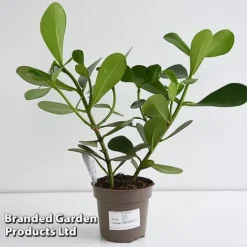 Clusia Rosea 'Princess' -Plants Sales Store CLUS PRINC12CM T44740