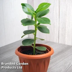 Clusia Rosea 'Princess' -Plants Sales Store CLUS PRINCESS WKF1162