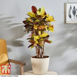 Codiaeum Variegatum Var. Pictum 'Mrs Iceton' 11 Codiaeum Variegatum Var. Pictum 'Mrs Iceton' -Plants Sales Store CODI 2880 A3