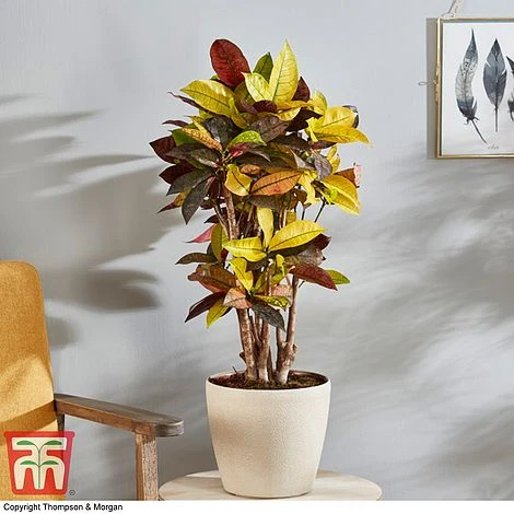 Codiaeum Variegatum Var. Pictum 'Mrs Iceton' 6 Codiaeum Variegatum Var. Pictum 'Mrs Iceton' - Image 6