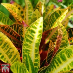 Codiaeum Variegatum Var. Pictum 'Mrs Iceton' 9 Codiaeum Variegatum Var. Pictum 'Mrs Iceton' -Plants Sales Store CODI TKA2880 C