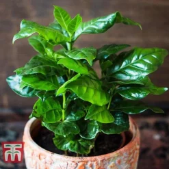 Coffea Arabica -Plants Sales Store COFF KB1727 C
