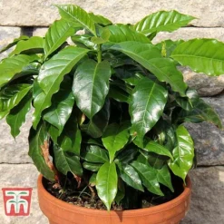 Coffea Arabica -Plants Sales Store COFF KB1727 D