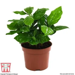 Coffea Arabica -Plants Sales Store COFF KB1727 E