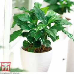 Coffea Arabica -Plants Sales Store COFF KB1727 F