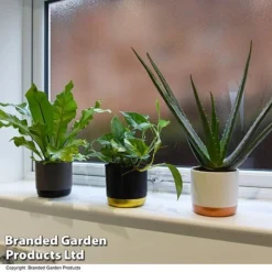 De-humidifying House Plant Collection -Plants Sales Store COLL DEHUMIDIF T46989