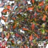 Coprosma Repens 'Pacific Sunset'