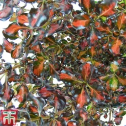 Coprosma Repens 'Pacific Sunset'