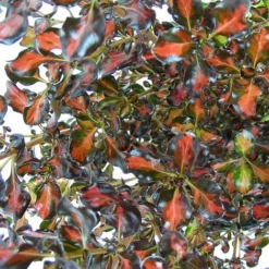 Coprosma Repens 'Pacific Sunset' -Plants Sales Store COPR TKA0887 NOW1