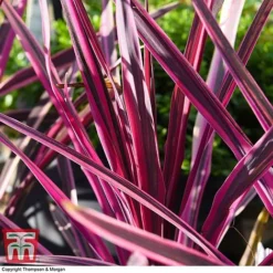 Cordyline 'Pink Passion' -Plants Sales Store CORD 5852 A1