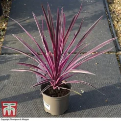 Cordyline 'Pink Passion' -Plants Sales Store CORD 5852 A3