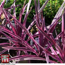 Cordyline 'Pink Passion' -Plants Sales Store CORD 5852 A4