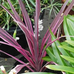 Cordyline 'Pink Passion' -Plants Sales Store CORD T58525 A h
