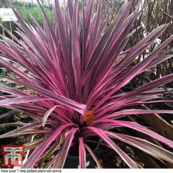 Cordyline 'Pink Passion' -Plants Sales Store CORD T58525B