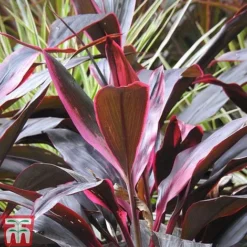 Cordyline 'Tango' -Plants Sales Store CORD TKA2884 A